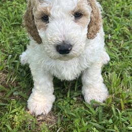 Goldendoodle Puppies from Crowders Creek Doodles