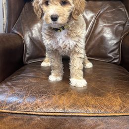 Bernedoodle, Bernese Mountain Dog, and Goldendoodle Puppies from Red Door Canines