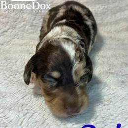 Raj - Dapple male Dachshund puppy in Noble, Oklahoma from Marissa's Dachshunds (BooneDox Mini Dachshunds)