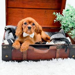 Becky - Ruby female Cavalier King Charles Spaniel puppy in North Carolina from NC Doodle Puppies