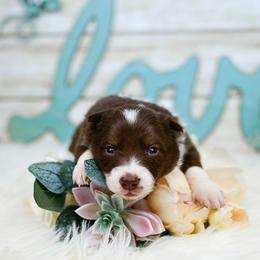 Border Collie and Maremma Sheepdog Puppies from 2J 2K Border Collies