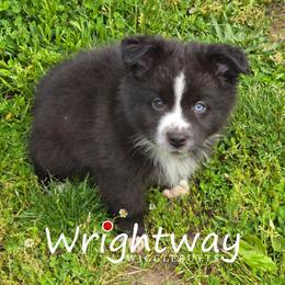Dasani - Black & white male Miniature Australian Shepherd puppy in Dowagiac, Michigan from Wrightway Wigglebutts