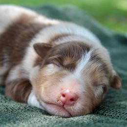 Cheshire Cat - Red merle male Australian Shepherd puppy in Star City, Arkansas from Blush & Lace Aussie Co.