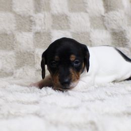 AKC Pumpkin - Piebald female Dachshund puppy in Christiansburg, Virginia from Little Legs Luxury Dachshunds