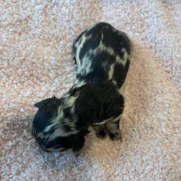 London - Merle female Cockapoo puppy in Tampa, Florida from Designer Puppy Boutique