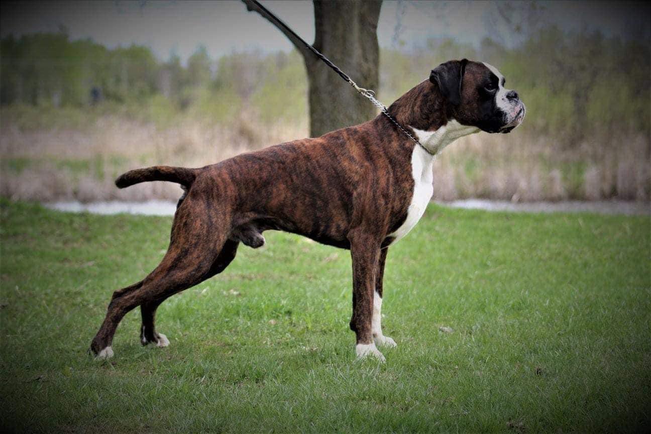 S & B Boxers in Ohio Boxer puppies Good Dog