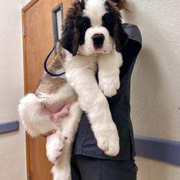 Boy 1 - male Saint Bernard puppy in Dayton, Nevada from Sierra Nevada Saints
