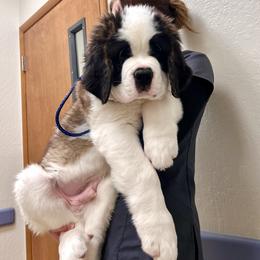 Boy 1 - male Saint Bernard puppy in Dayton, Nevada from Sierra Nevada Saints