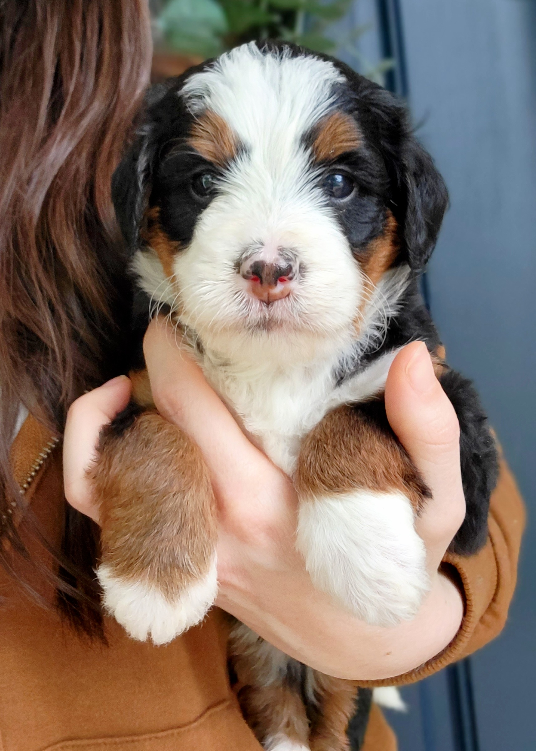 Bernedoodle Puppies from Ever After Doodles