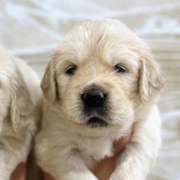 Golden Retriever Puppies from Arden Hill Goldens