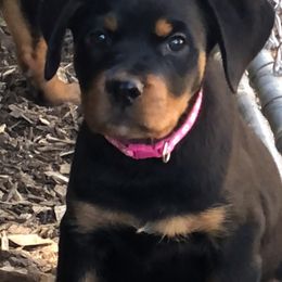 Pink collar - Black and mahogany female Rottweiler puppy in Hermitage, Tennessee from Morris Rottweilers