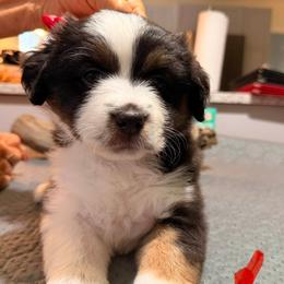 Red - Black tri male Miniature American Shepherd puppy in Rensselaerville, New York from Callen Kennels