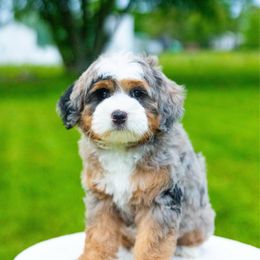 Violet - Blue merle female Bernedoodle puppy in Dalton, Ohio from Spring Mountain Doodles