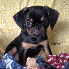 Rein - Black and tan male Brussels Griffon puppy in Independence, Kansas from Sunflower Brussels Griffon