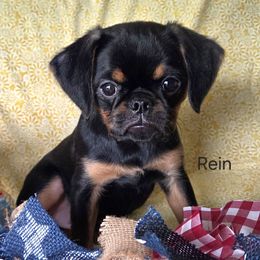 Rein - Black and tan male Brussels Griffon puppy in Independence, Kansas from Sunflower Brussels Griffon