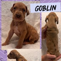 Goblin - Merle male Great Dane puppy in Wellsville, New York from Prophecy Danes