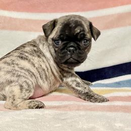 Pug and Shih Tzu Puppies from Swaying Sycamore Farm
