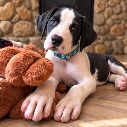 Puppy 5 - Mantle female Great Dane puppy in Ocala, Florida from Oak Haven Great Danes
