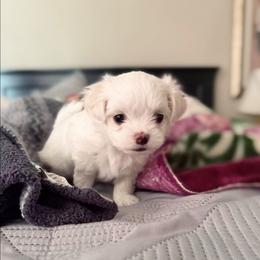 LITTLE BROWN - White male Maltese puppy in Victoville, California from T&C Maltese