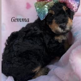 Gemma - Phantom female Poodle puppy in Waco, Texas from Poodle Paradise