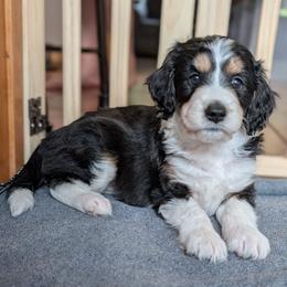 Glory - Black tri-color female Aussiedoodle puppy in New Durham, New Hampshire from Ridgeview Aussiedoodles