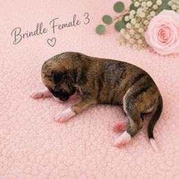 Girl 3 - Fawn brindle female Whippet puppy in Kalamazoo, Michigan from Clarriott Whippets & Cavapoos
