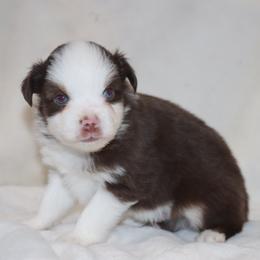 Blue-Eyed Red Tri Male - Red tri male Toy Australian Shepherd puppy in Leighton, Alabama from Isbell Land & Livestock, LLC