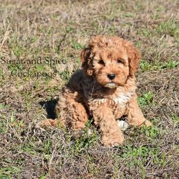 Marty - Red male Cockapoo puppy in Hopkins, South Carolina from Sugar and Spice Cockapoos