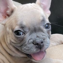 French Bulldogs from Lazy H
