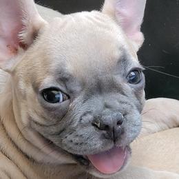 French Bulldogs from Lazy H