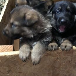 German Shepherds from Lisa Celoni's German Shepherds