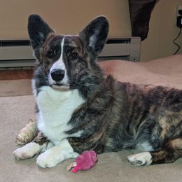 Cardigan Welsh Corgis from Bendi Cardigans