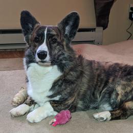 Cardigan Welsh Corgis from Bendi Cardigans