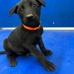 Ranger - Black brindle male Dutch Shepherd puppy in Sierra Vista, Arizona from KnightWatch K-9