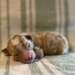 Cove - Cream male Poodle puppy in Quitman, Mississippi from P&D Palace