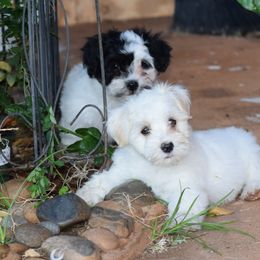 Havanese from Lynroc Kennels