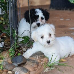 Havanese from Lynroc Kennels