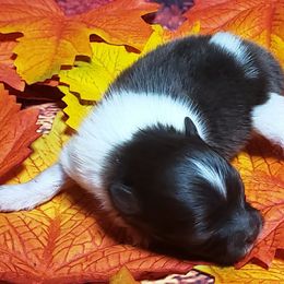 Wraith - Chocolate male Pomeranian puppy in Weatherford, Texas from Jeweled Poms