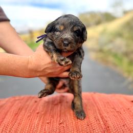 Prancer (Purple) - Merle female Bernedoodle puppy in Highland, Utah from Angel Pups Deluxe