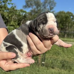 Castiel - Blue Harlequin Brindlepoint - Harlequin male Great Dane puppy in Morton, Illinois from That Gurl K9s