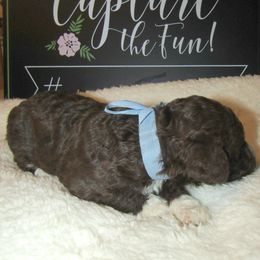 Goldendoodle and Poodle Puppies from David & Patricia Elliott