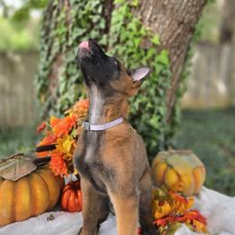 Rocky - Mahogany male Belgian Malinois puppy in Conover, North Carolina from Rose Kennels