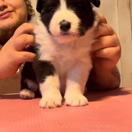 Ant - Black male Border Collie puppy in Concord, Vermont from White Rabbit Border Collies