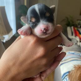 Rita - Parti female Yorkshire Terrier puppy in Stockton, California from Lala & Co.