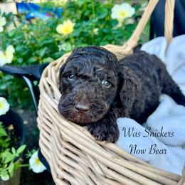 Snickers - Chocolate male Goldendoodle puppy in Taylorsville, Georgia from Sweet Southern Doodles