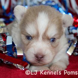 Skimmer - Lavender male Pomsky puppy in Centerville, Iowa from LJ Kennels Pomskies, LLC