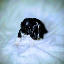 Bi Black Girl - Black and white female Shetland Sheepdog puppy in Lenox, Iowa from Crossroad shelties