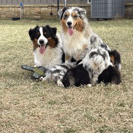 Australian Shepherd Puppies from South Ridge Aussies