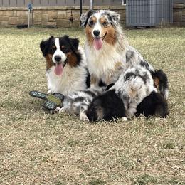 Australian Shepherd Puppies from South Ridge Aussies
