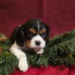 Milo - Tri-color male Cavalier King Charles Spaniel puppy in Pennsylvania from Julie's Cavalier King Charles Spaniels